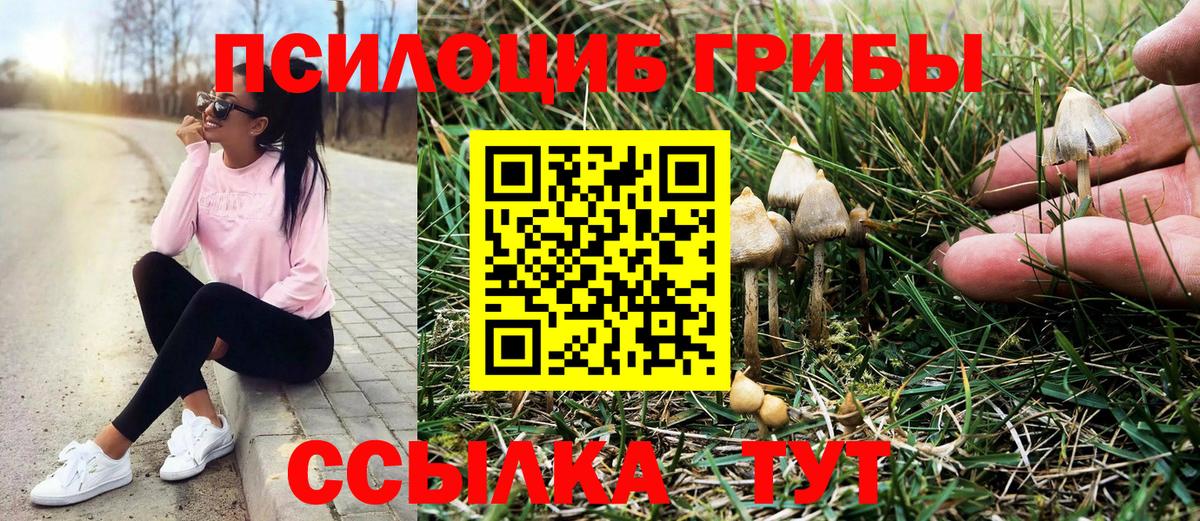 Кимовск  Псилоцибиновые грибы Cubensis  Вход с VPN 